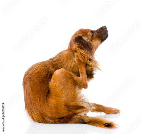  Russian toy terrier scratching. isolated on white background photo