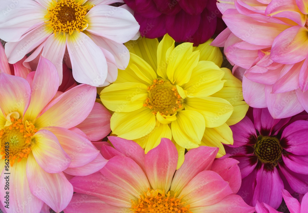 Background from yellow, red, purple dahlias