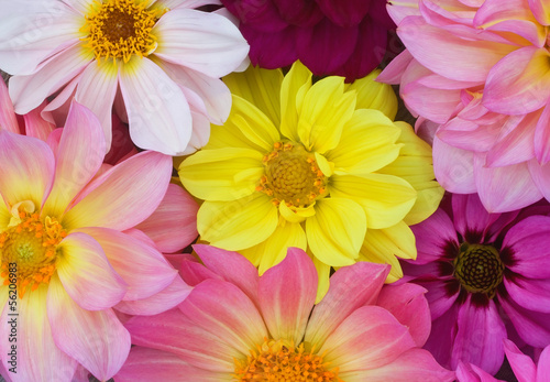 Background from yellow  red  purple dahlias