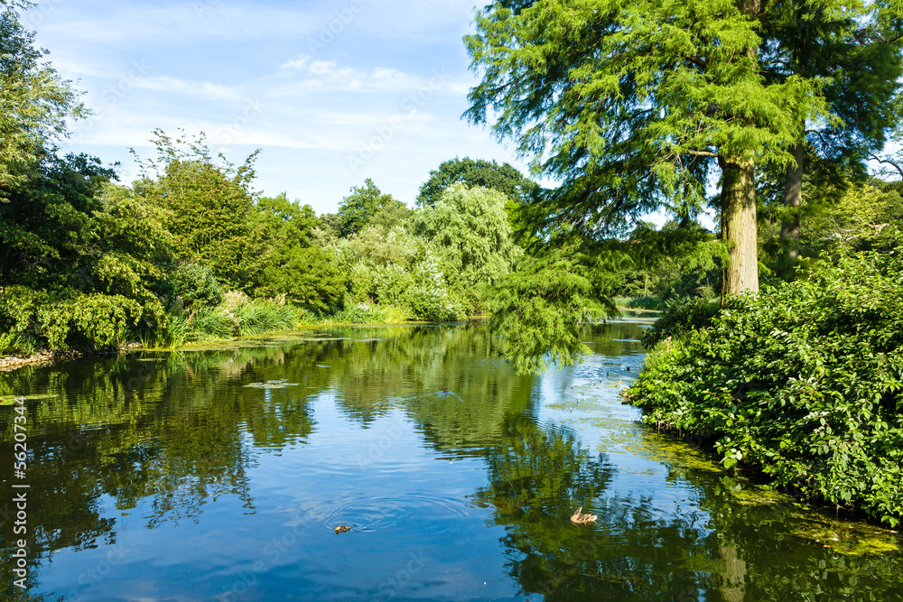 Tranquil Pond Reflecting Lush Green Woodland Park
