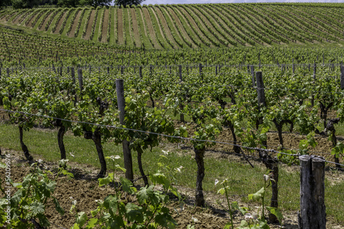 Vignes, vignobles