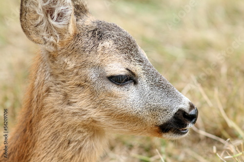 closeup portrait of a baby roe deer photo