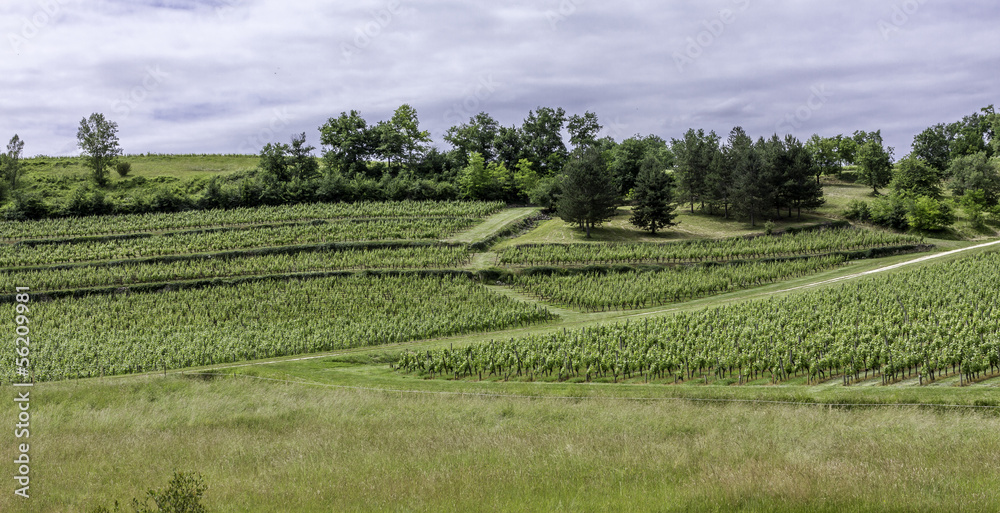 Vignes, vignobles