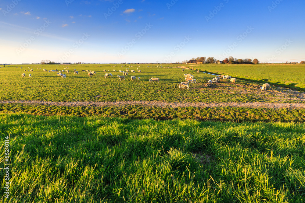 Sheep standing in a grassland in Holland