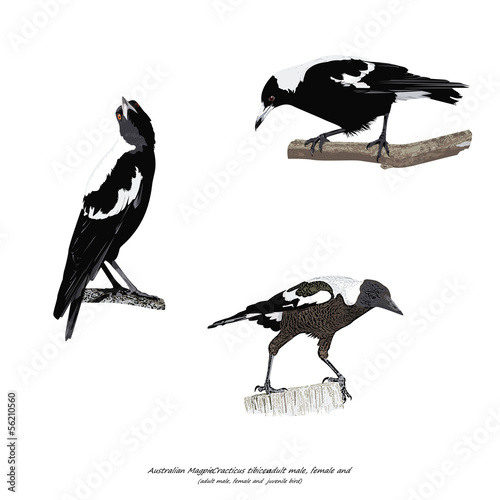 Australian Magpie, adult male, female and  juvenile bird