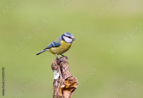 Blue tit