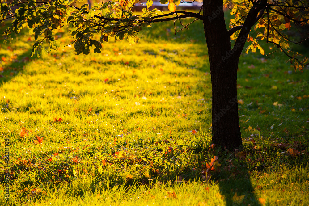 Golden light shining to grass and tree silhouette Golden light shining to grass and tree silhouette