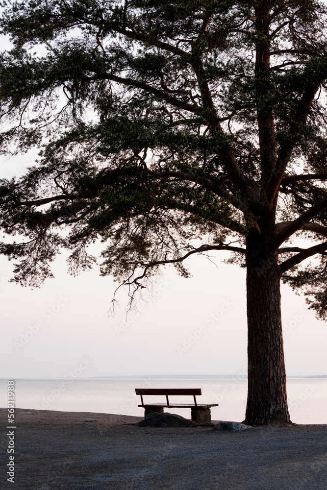 empty bench and big tree silhouette viewing to a lake empty bench and big tree silhouette viewing to a lake