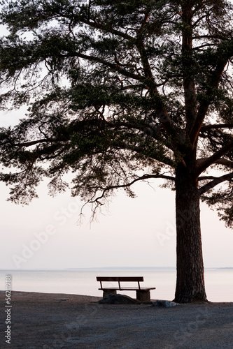 empty bench and big tree silhouette viewing to a lake