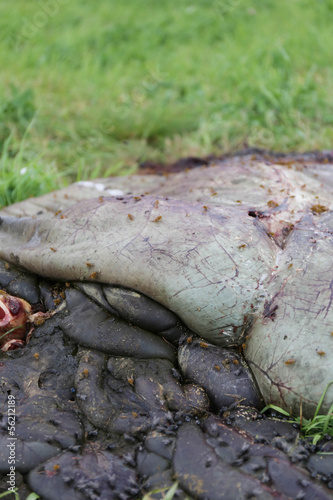 Dead animal intestine © terraformer