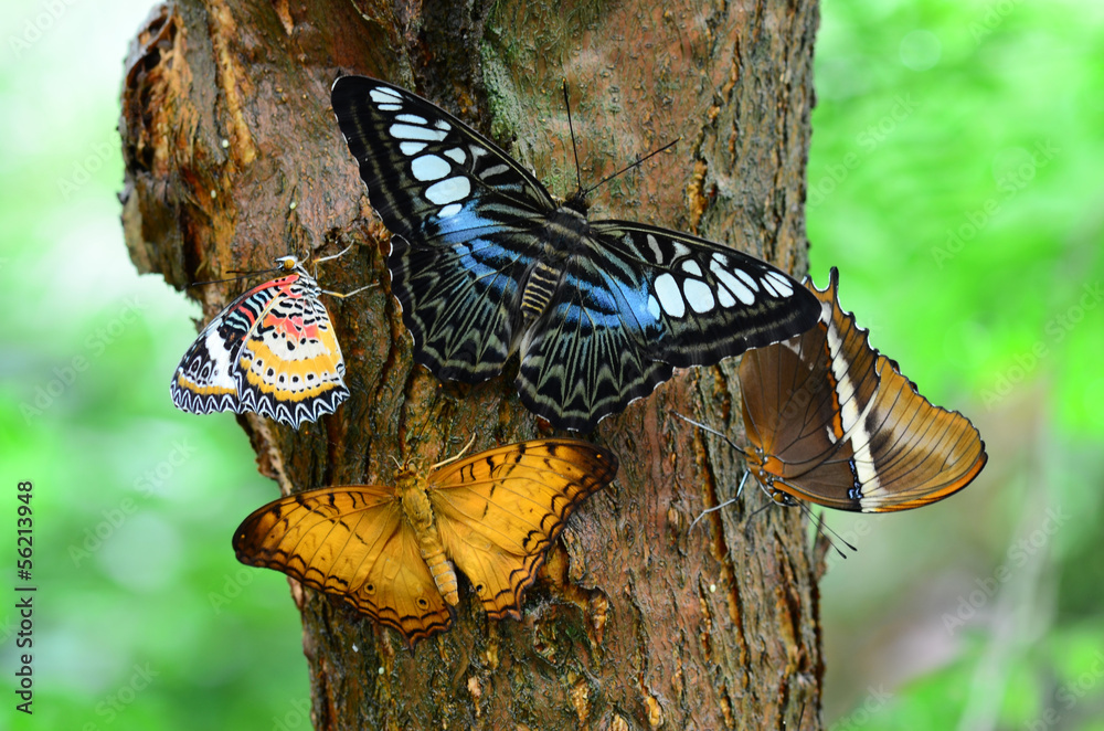 Fototapeta premium butterflies on a tree