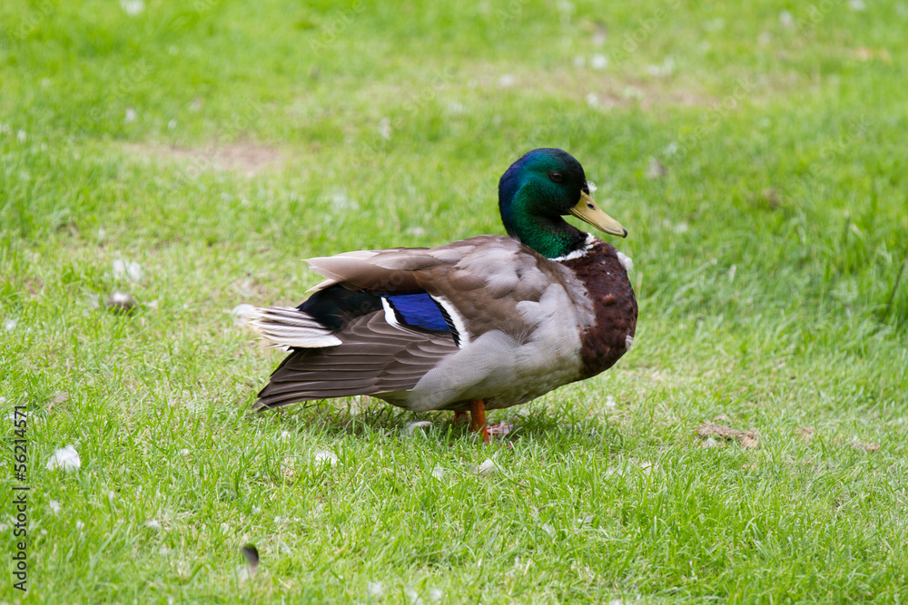 Obraz premium Celle 2221