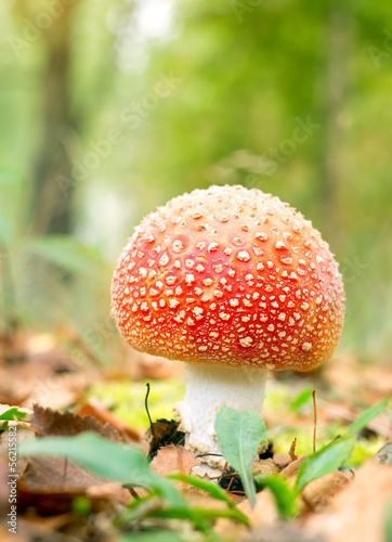 red mushroom fungi