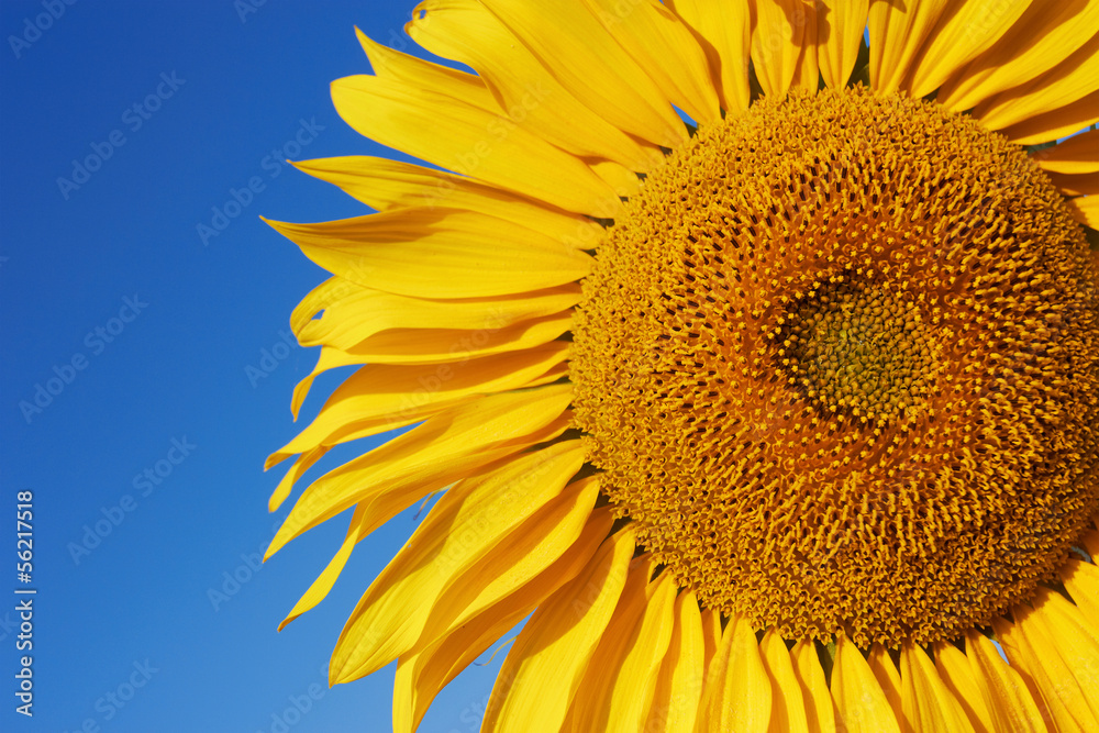 Naklejka premium Sunflower