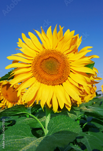 Sunflowers