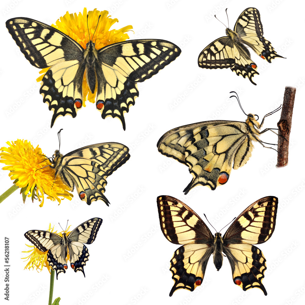 Obraz premium Collection of swallowtail butterflies (Papilio machaon)