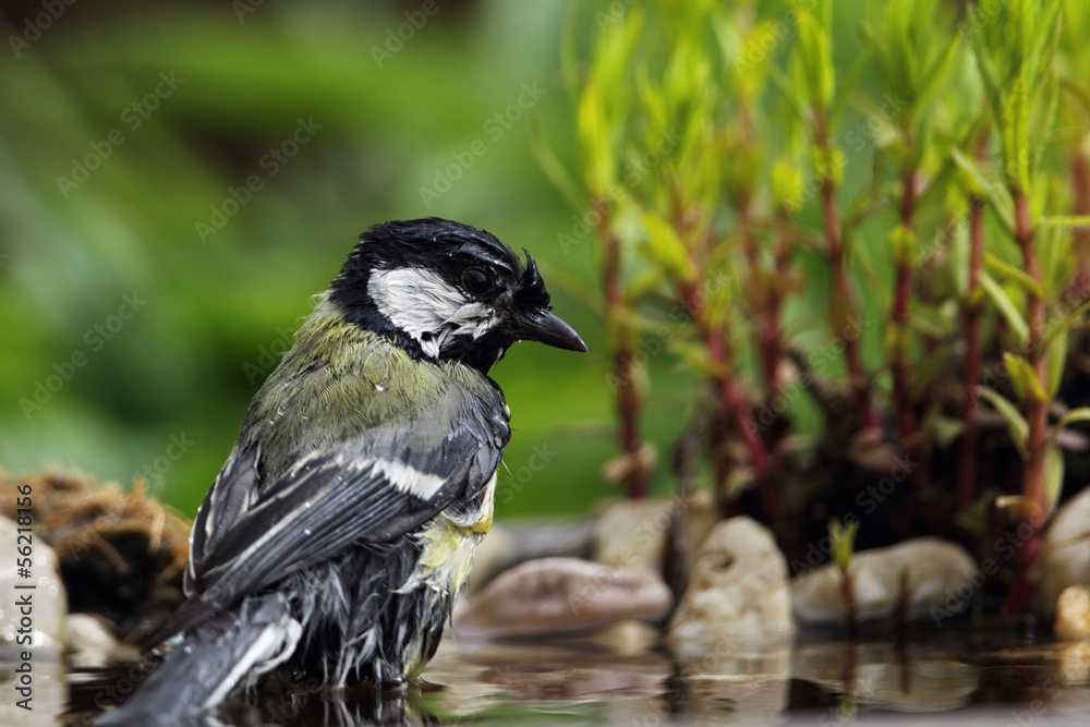 Fototapeta premium Kohlmeise (Parus major)