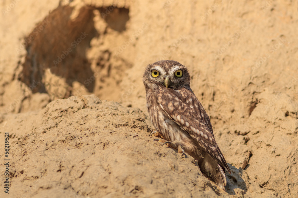 Fototapeta premium Burrowing Owl (Athene cunicularia)