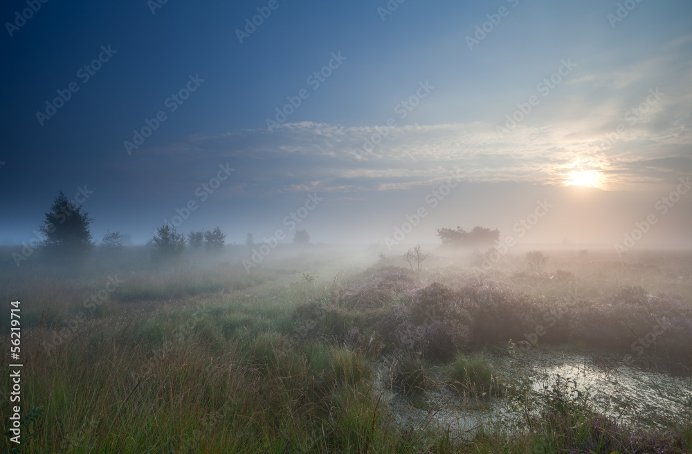 dense fog over marsh at sunrise