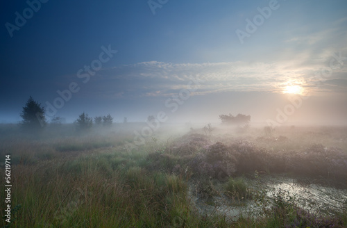 dense fog over marsh at sunrise