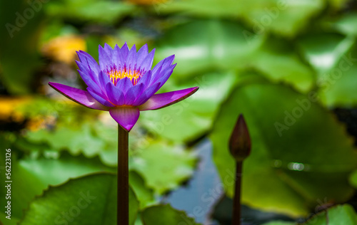 Purple water lilies