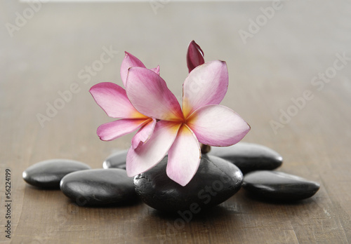 frangipani flower for spa
