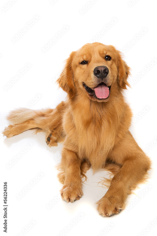 Golden Retriever Dog