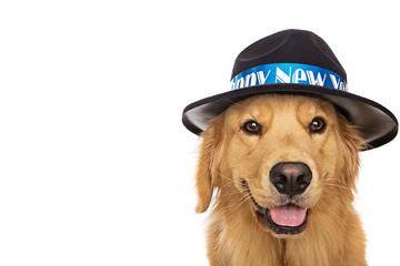 golden retriever dog wearing New Years Eve hat