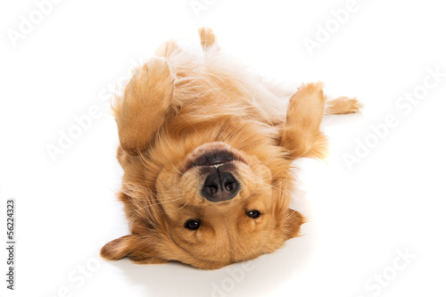 Golden Retriever dog laying on his back © Mat Hayward