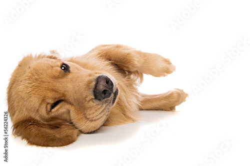 Fototapeta Naklejka Na Ścianę i Meble -  Golden Retriever dog looking tired