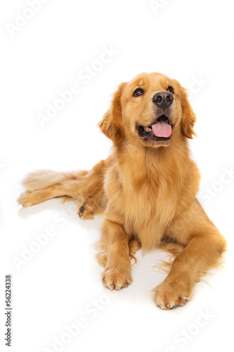 Fototapeta Naklejka Na Ścianę i Meble -  Golden Retriever Dog