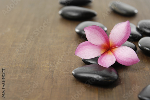 single frangipani with black stones on wooden board