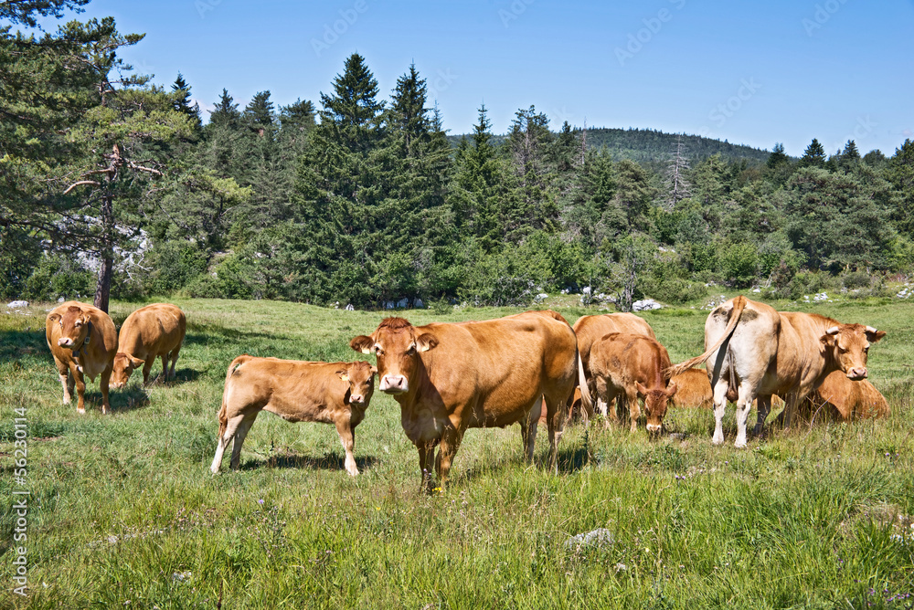 Troupeau de vaches limousines dans un champ, élevage écologique, paysage rural à la campagne, Vercors, France