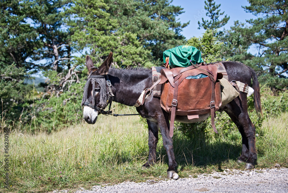 Ane portant des bagages pendant une randonnée, vacances d'été en famille, tourisme à la ferme en France Ane portant des bagages pendant une randonnée, vacances d'été en famille, tourisme à la ferme en France