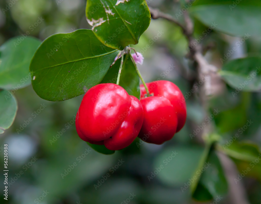 Red Barbados cherry on its tree