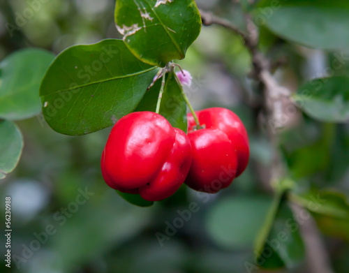 Red Barbados cherry on its tree