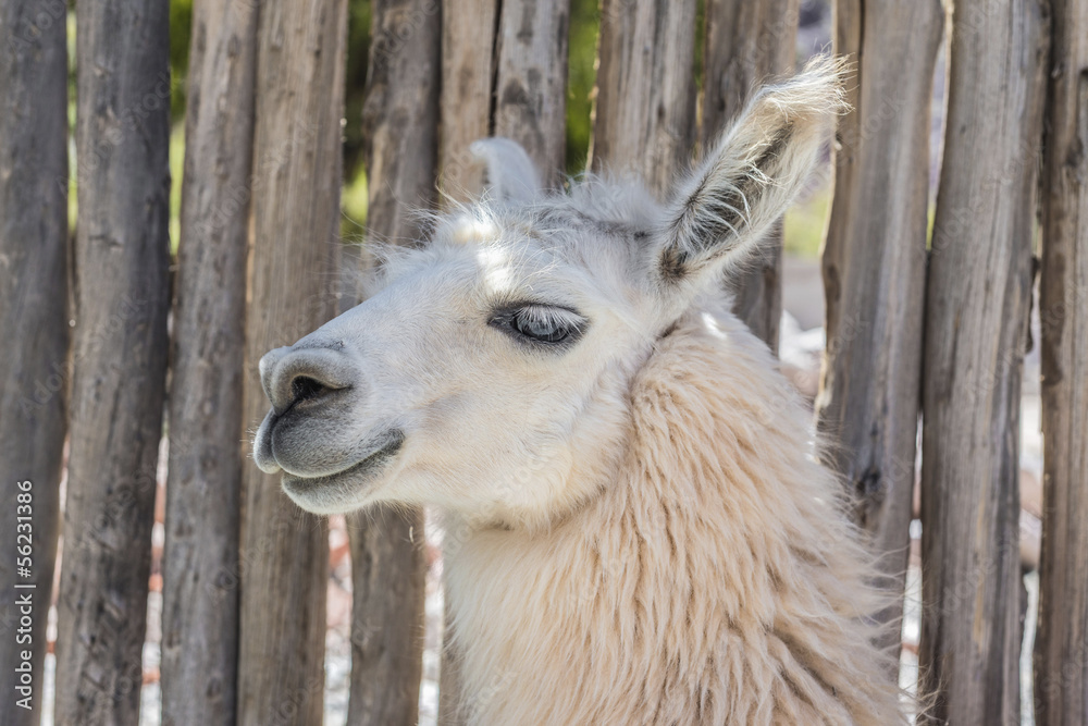 Obraz premium Llama in Purmamarca, Jujuy, Argentina.