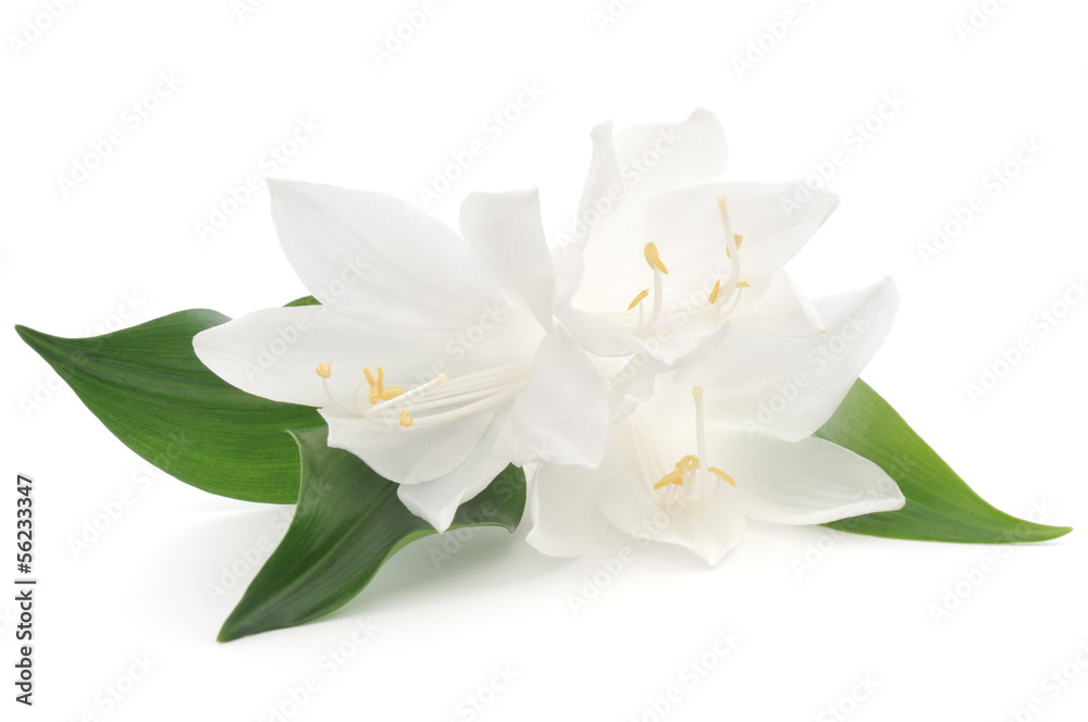 White flowers White flowers