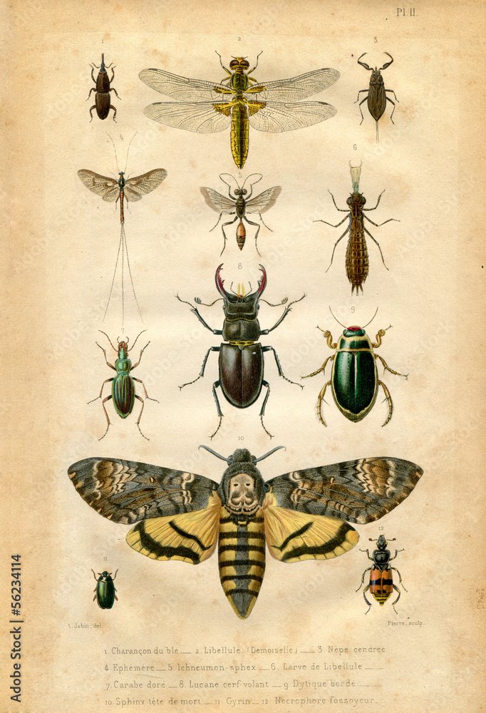 Fototapeta premium Historia naturalna: owady