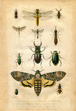 Histoire naturelle : Les insectes