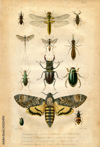 Histoire naturelle : Les insectes © lynea