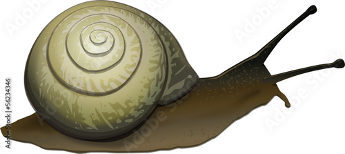 Snail