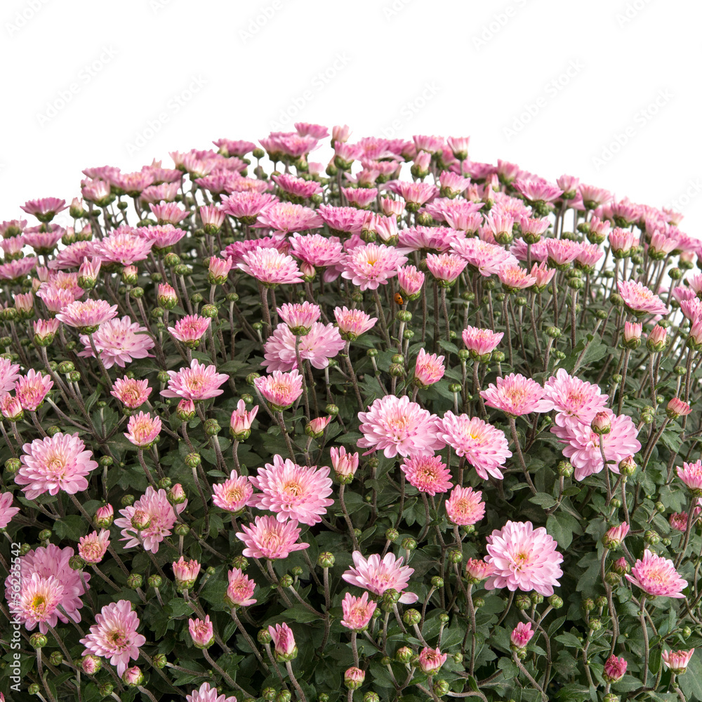 Naklejka premium Chrysantheme