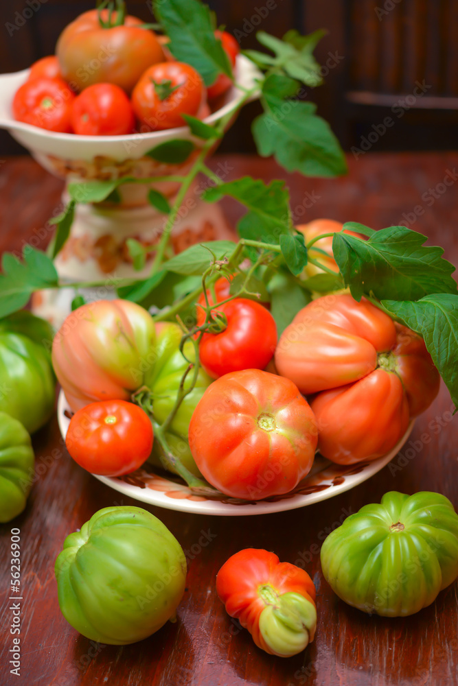 The tomato (Solanum lycopersicum) The tomato (Solanum lycopersicum)