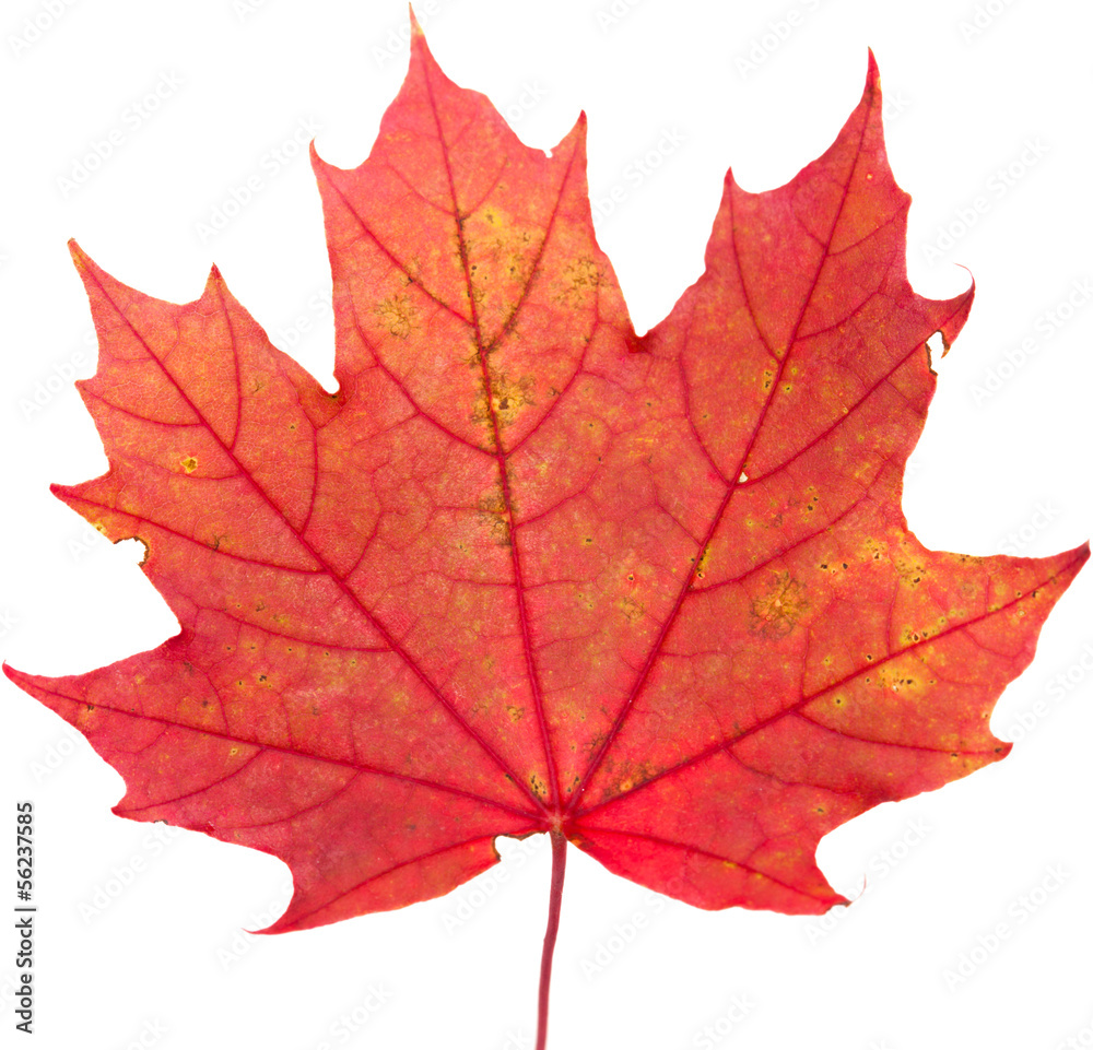 Obraz premium maple leaf