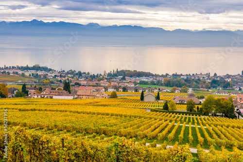 Vigne d'Autunno sul lago di Ginevra, Svizzera