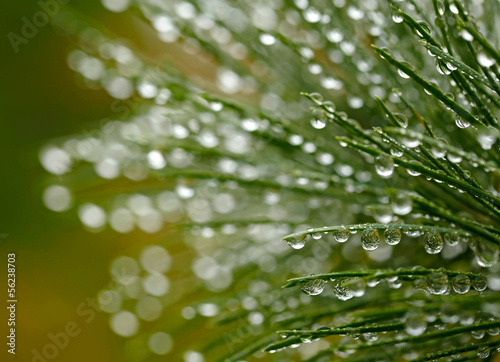 Water drops on fir tree. Shallow DOF, soft focus