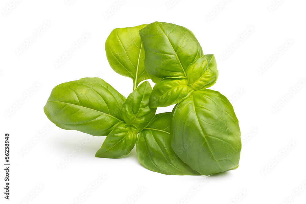 Basil. Basil.