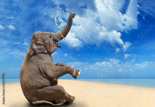 Elephant on the beach © Netfalls