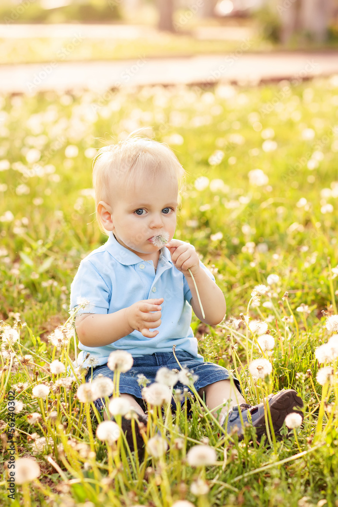 cute little boy with dandelions cute little boy with dandelions